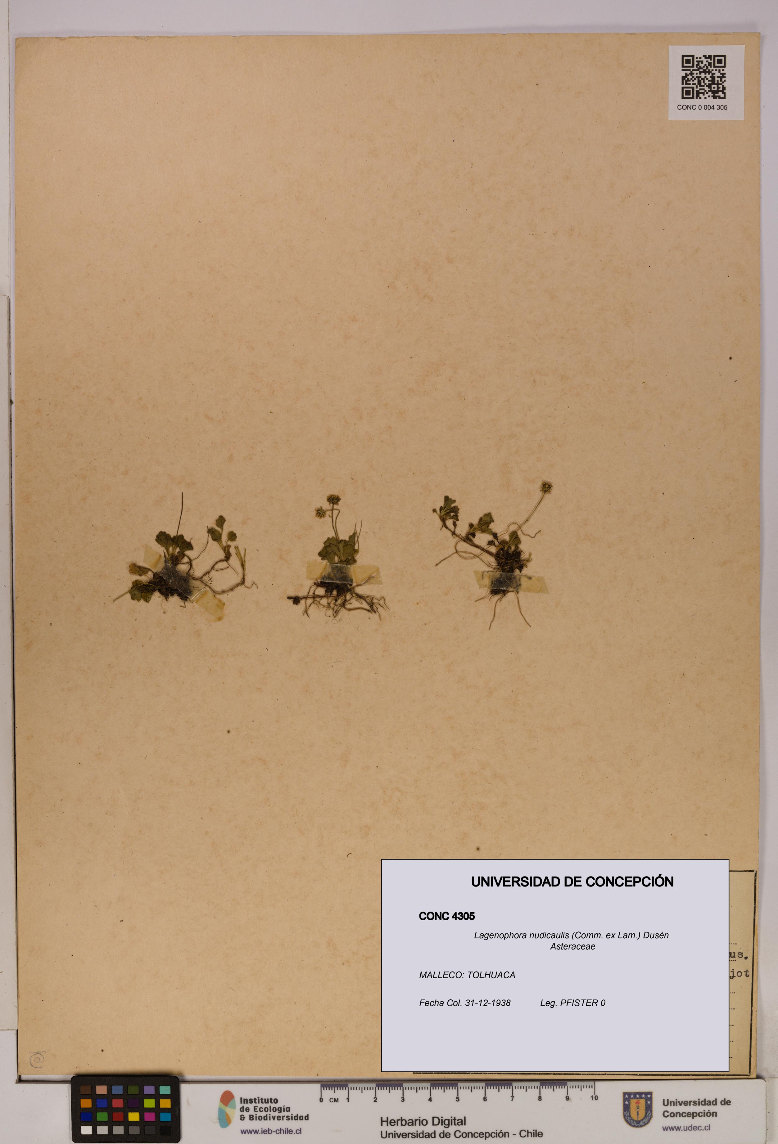 Lagenophora nudicaulis [Espécimen: ]