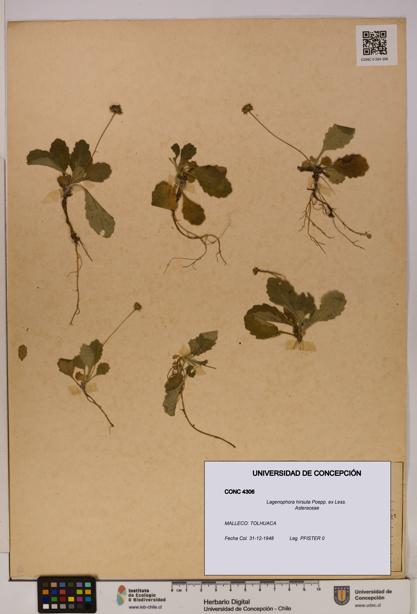 Lagenophora hirsuta [Espécimen: ]