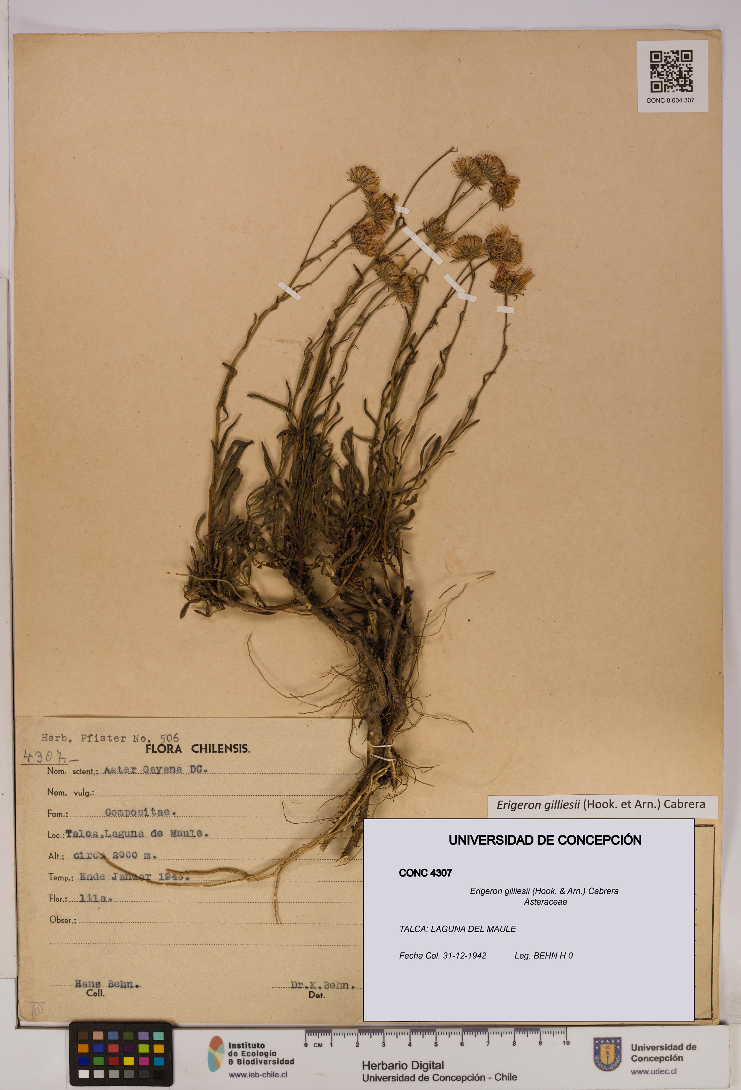 Erigeron gilliesii [Espécimen: UDEC:CONC:0004307]