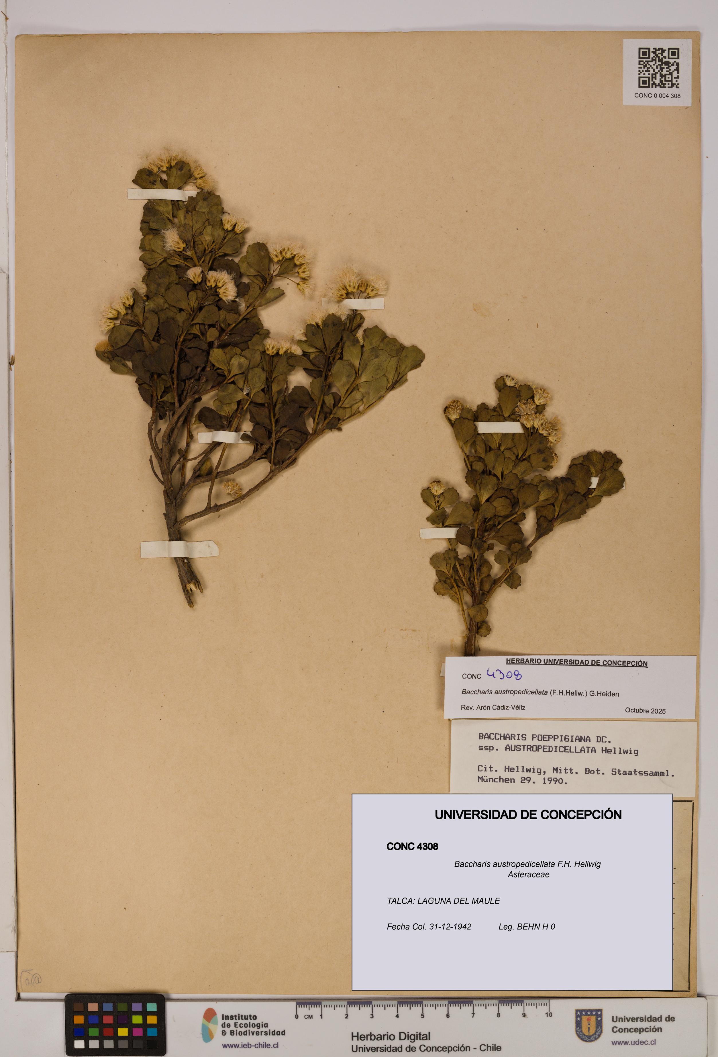 Baccharis austropedicellata [Espécimen: UDEC:CONC:0004308]