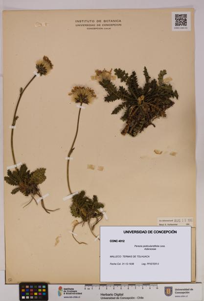 Perezia pedicularidifolia [Espécimen: UDEC:CONC:0004312]