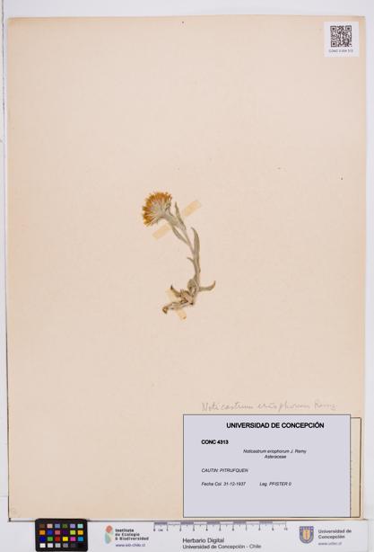 Noticastrum eriophorum [Espécimen: ]
