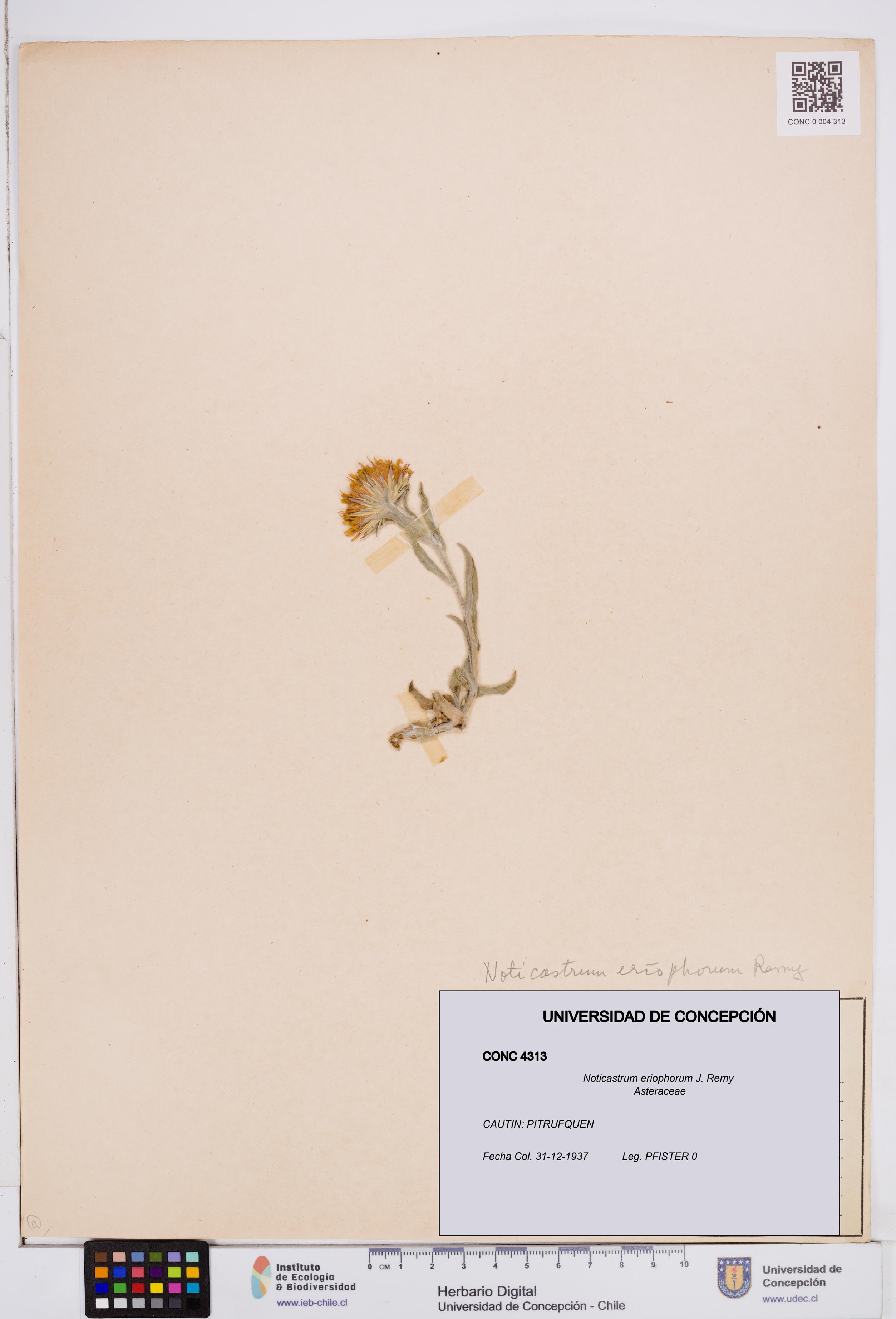 Noticastrum eriophorum [Espécimen: ]