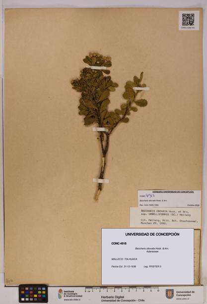 Baccharis obovata [Espécimen: UDEC:CONC:0004315]