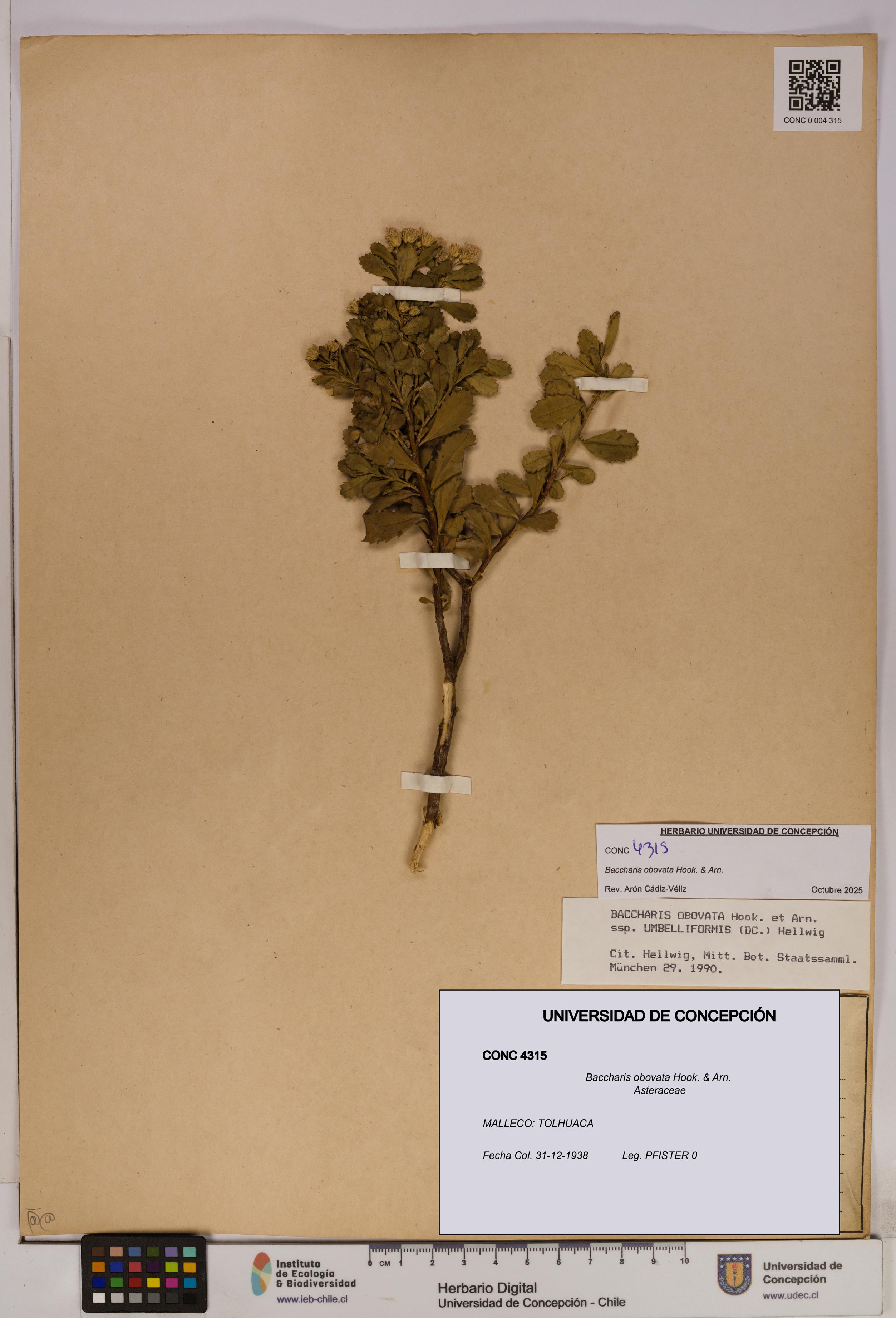 Baccharis obovata [Espécimen: UDEC:CONC:0004315]