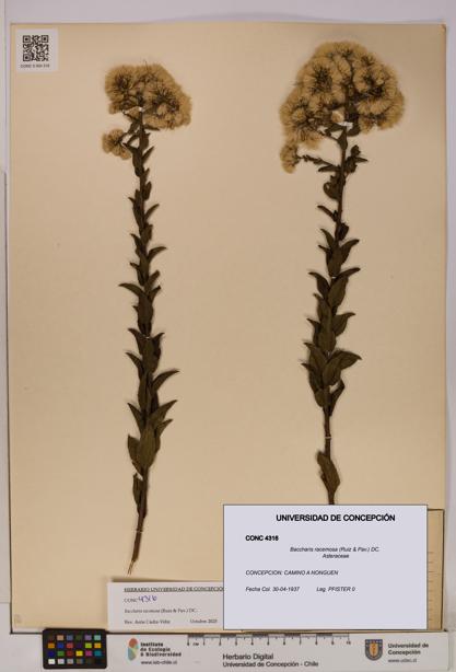 Baccharis racemosa [Espécimen: UDEC:CONC:0004316]