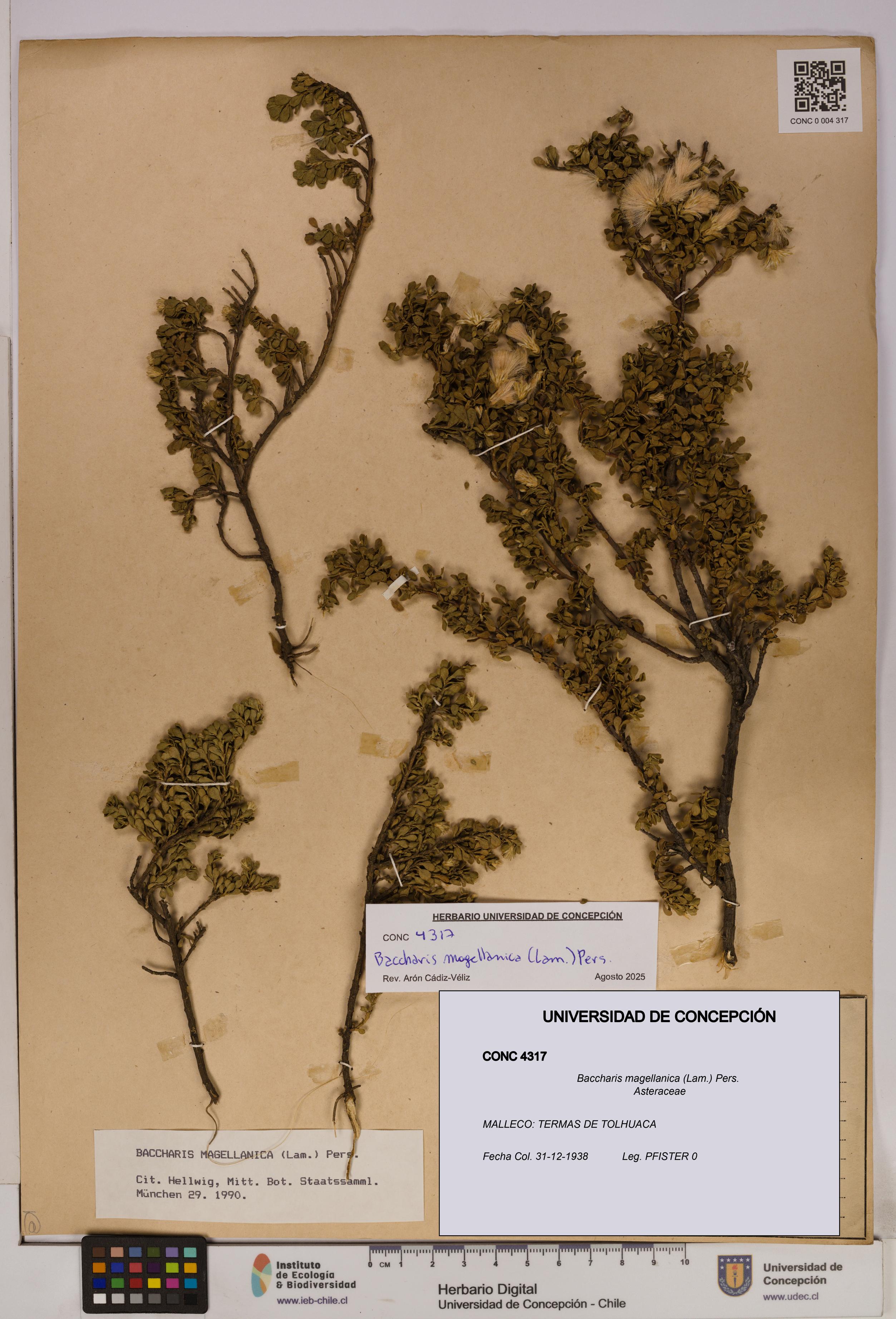 Baccharis magellanica [Espécimen: UDEC:CONC:0004317]