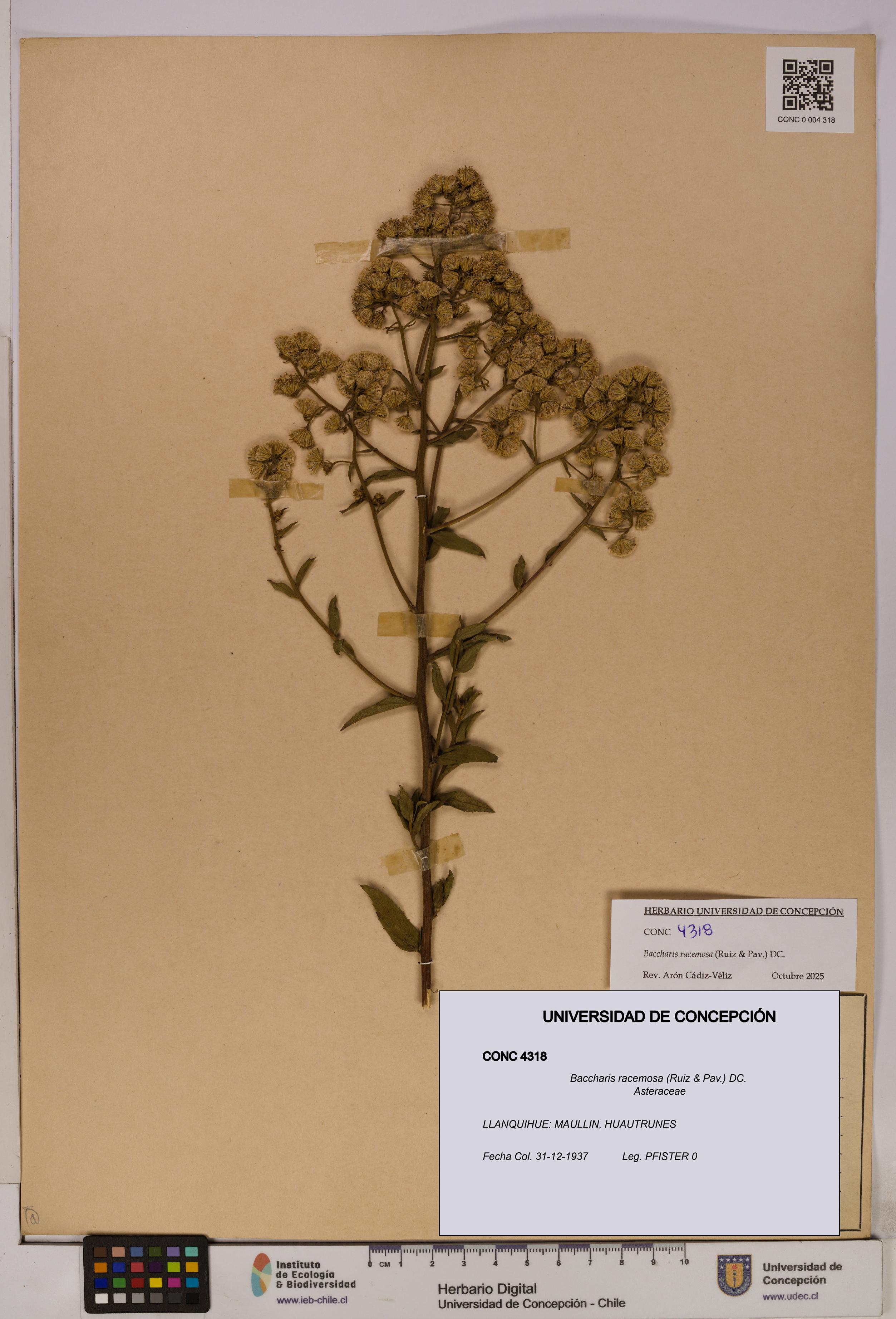 Baccharis racemosa [Espécimen: UDEC:CONC:0004318]