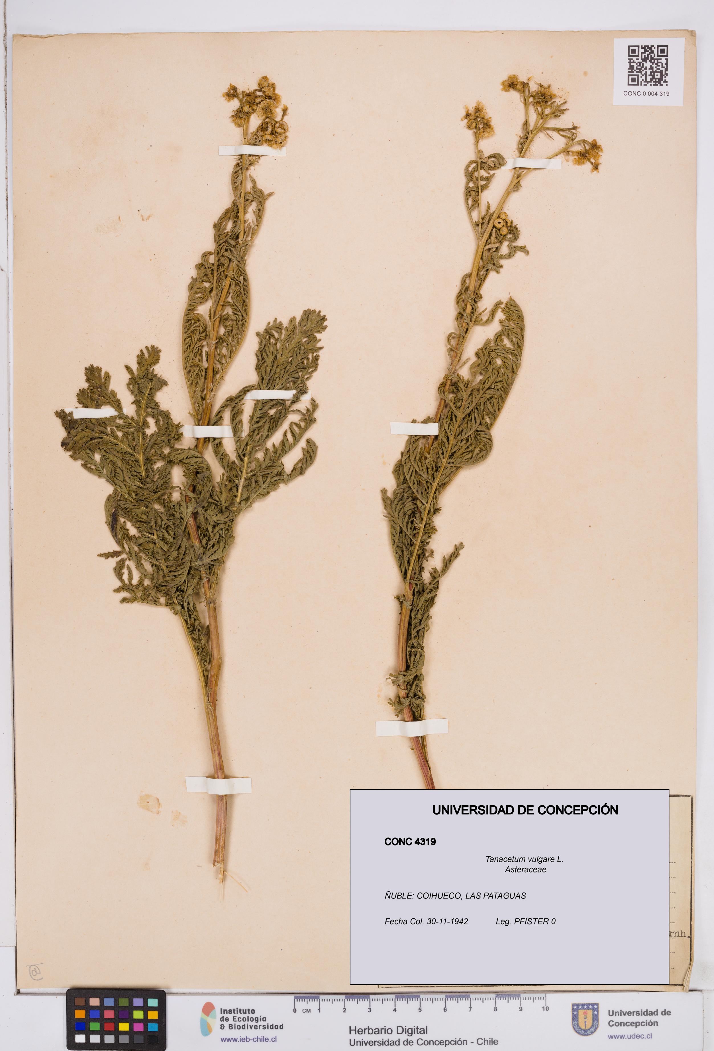 Tanacetum vulgare [Espécimen: ]