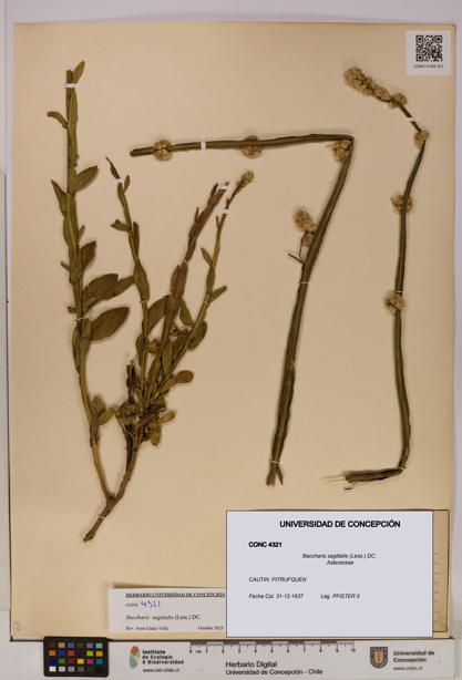 Baccharis sagittalis [Espécimen: UDEC:CONC:0004321]