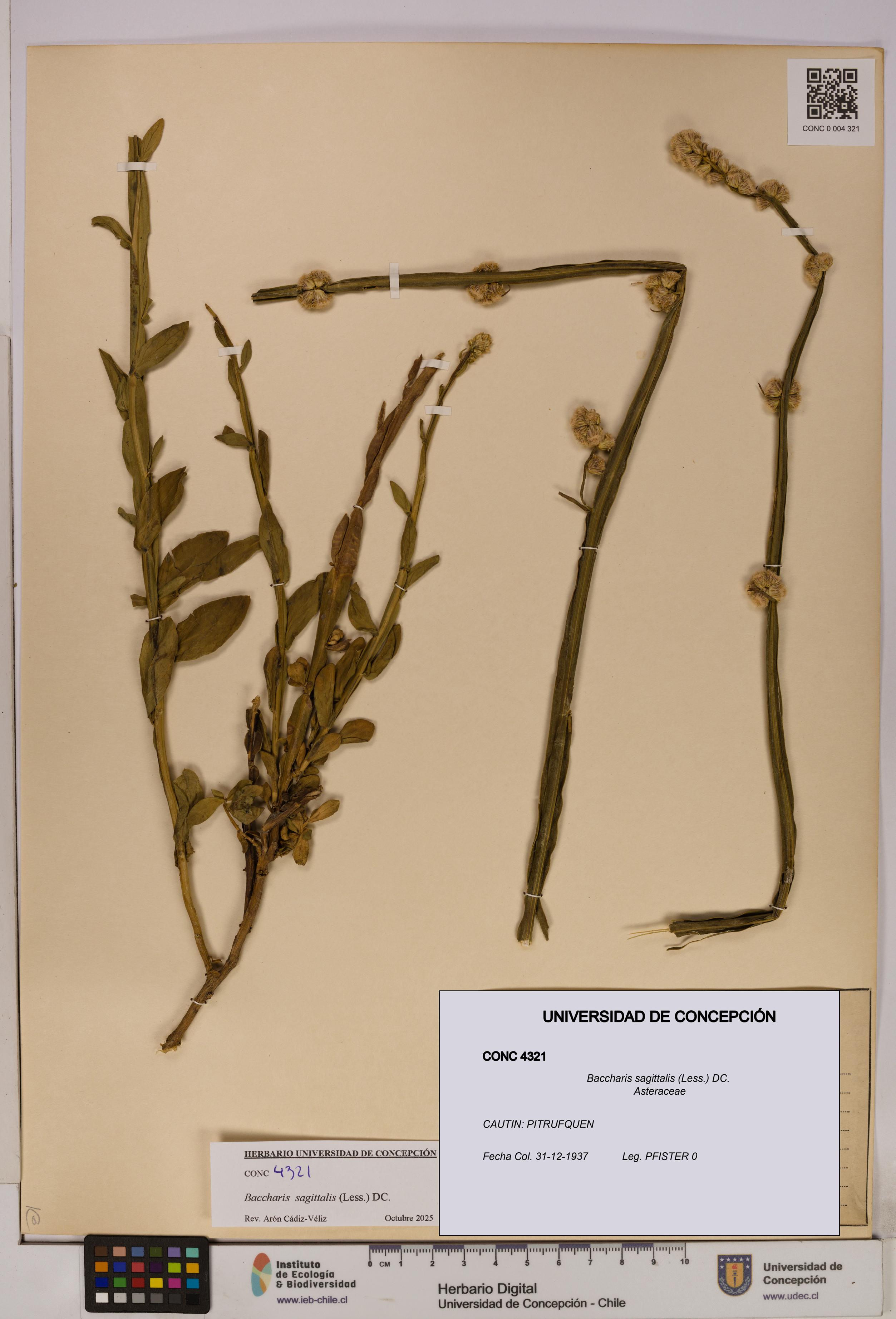 Baccharis sagittalis [Espécimen: UDEC:CONC:0004321]
