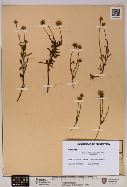 Erigeron othonnifolius [Espécimen: UDEC:CONC:0004325]