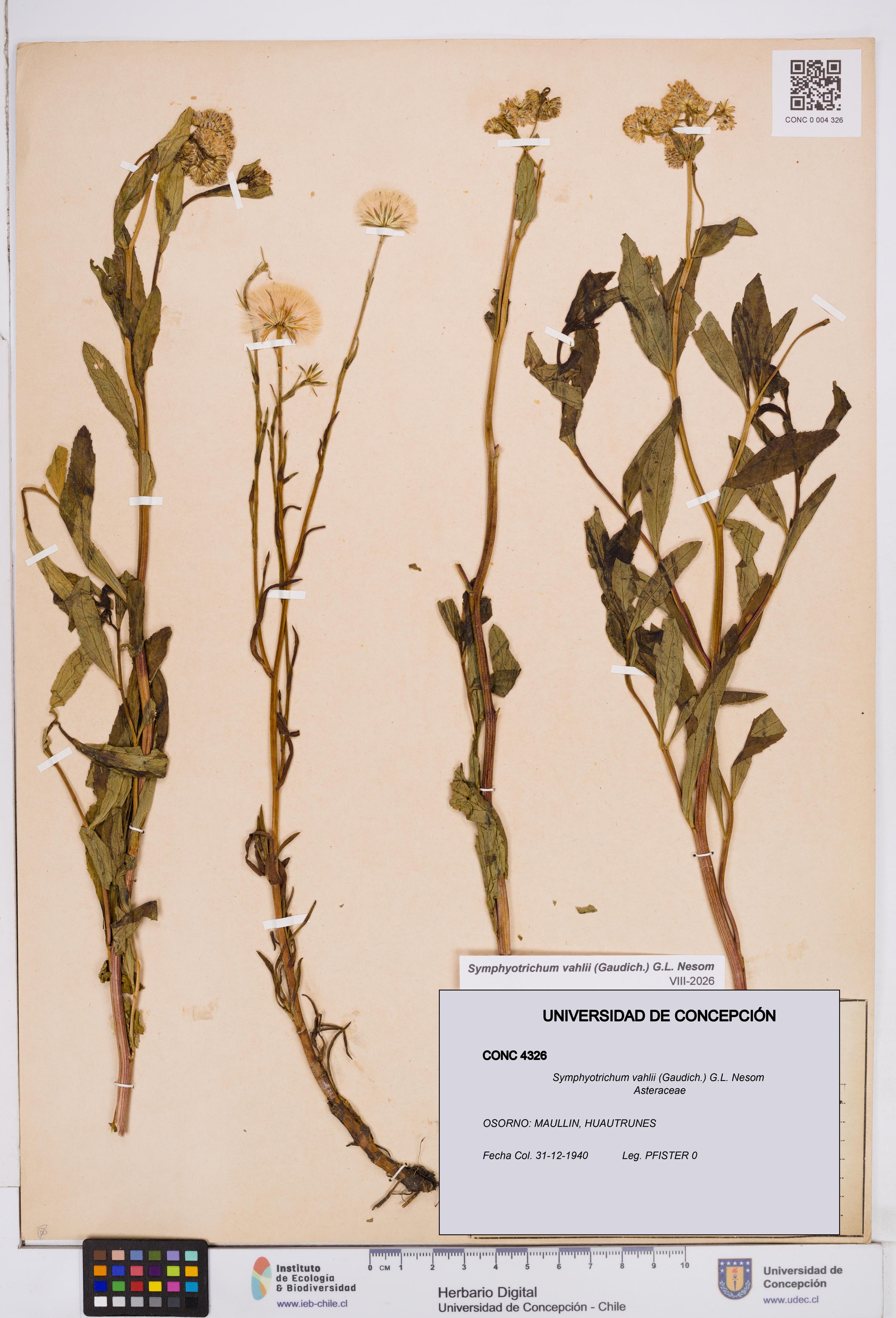 Symphyotrichum vahlii [Espécimen: ]