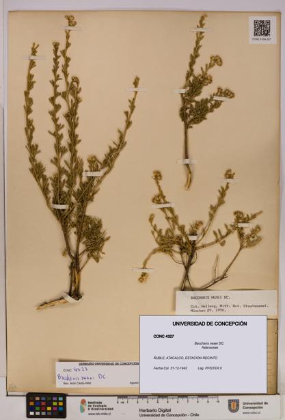 Baccharis neaei [Espécimen: UDEC:CONC:0004327]