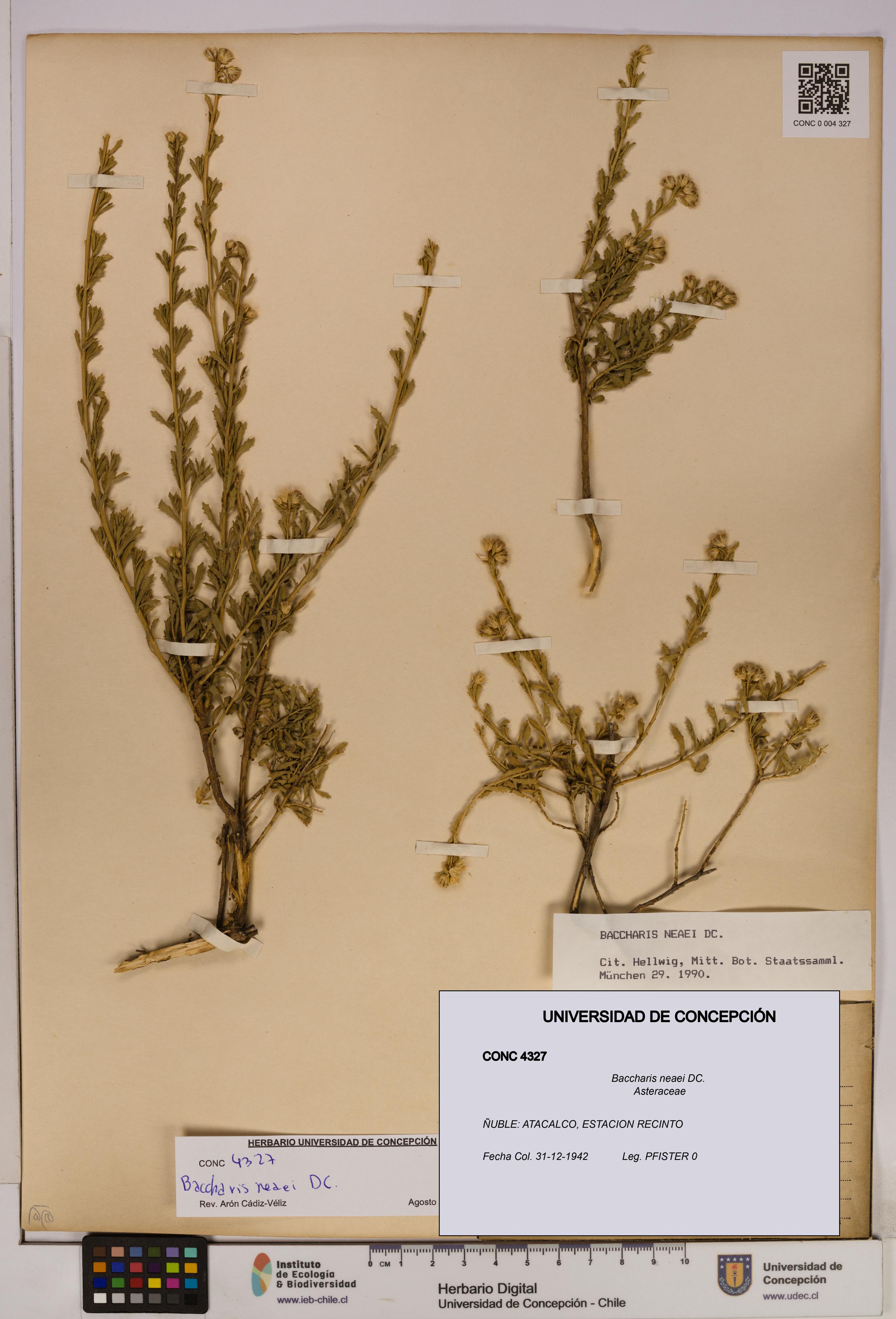 Baccharis neaei [Espécimen: UDEC:CONC:0004327]