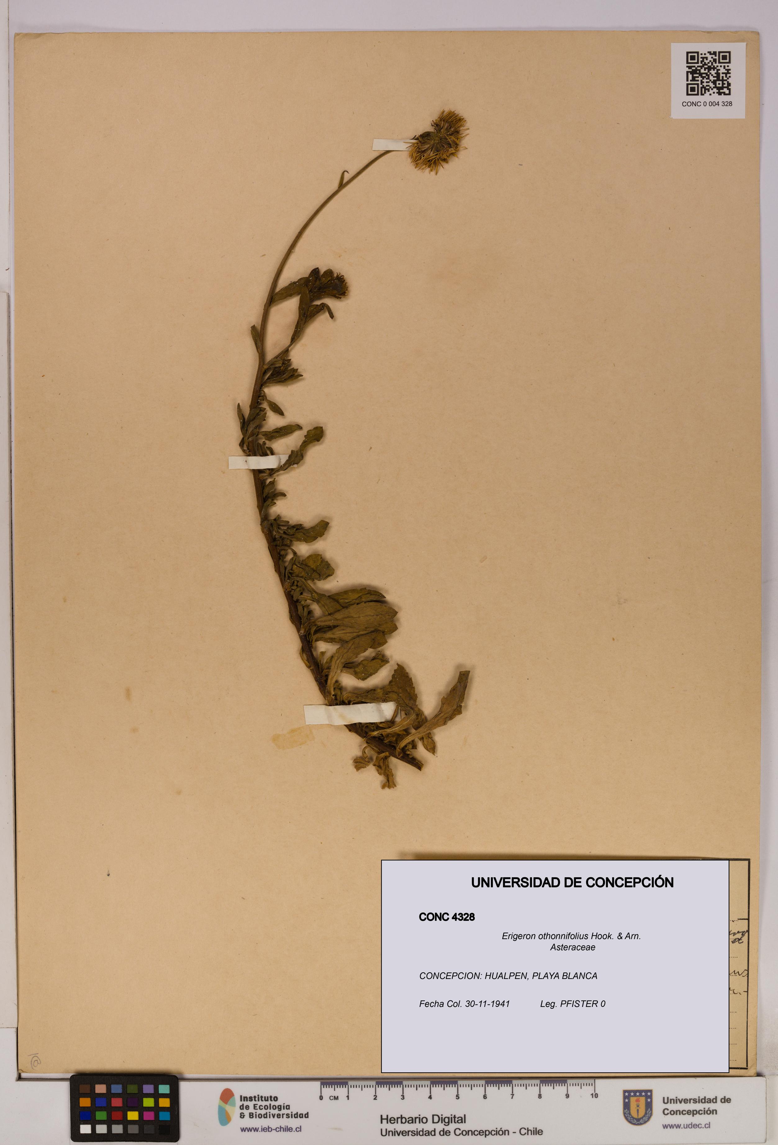 Erigeron othonnifolius [Espécimen: UDEC:CONC:0004328]