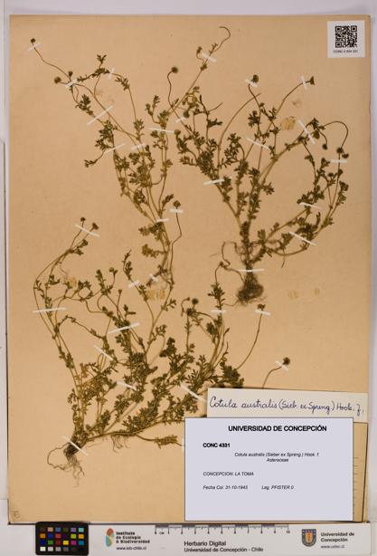 Cotula australis [Espécimen: UDEC:CONC:0004331]