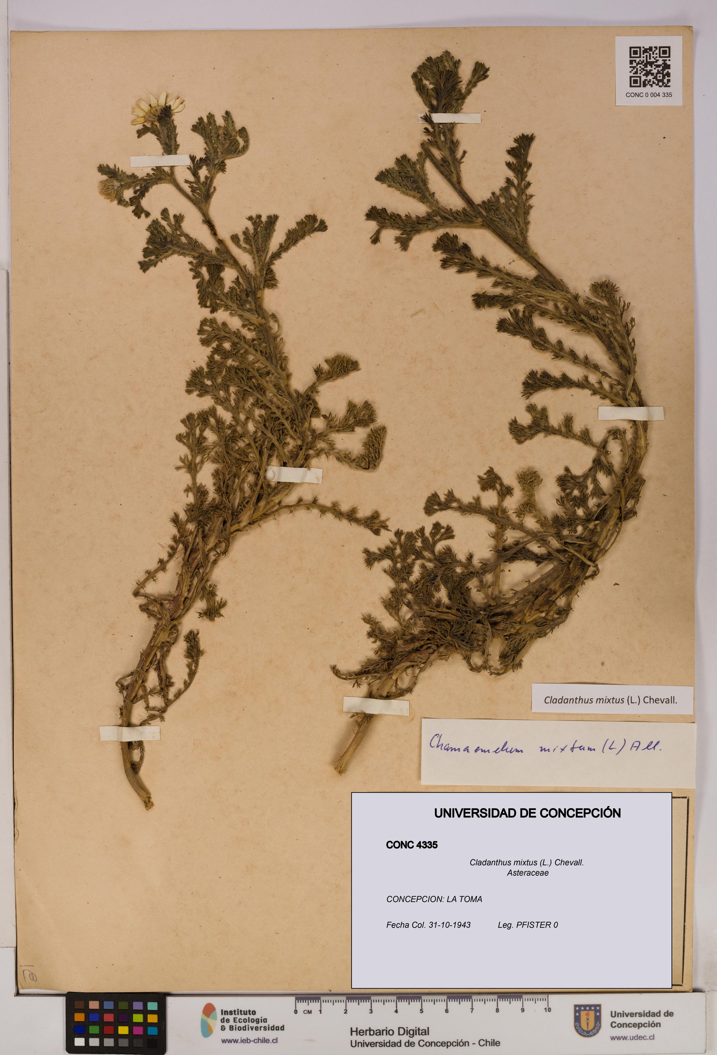 Cladanthus mixtus [Espécimen: UDEC:CONC:0004335]