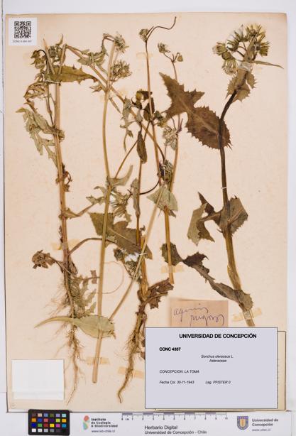 Sonchus oleraceus [Espécimen: ]