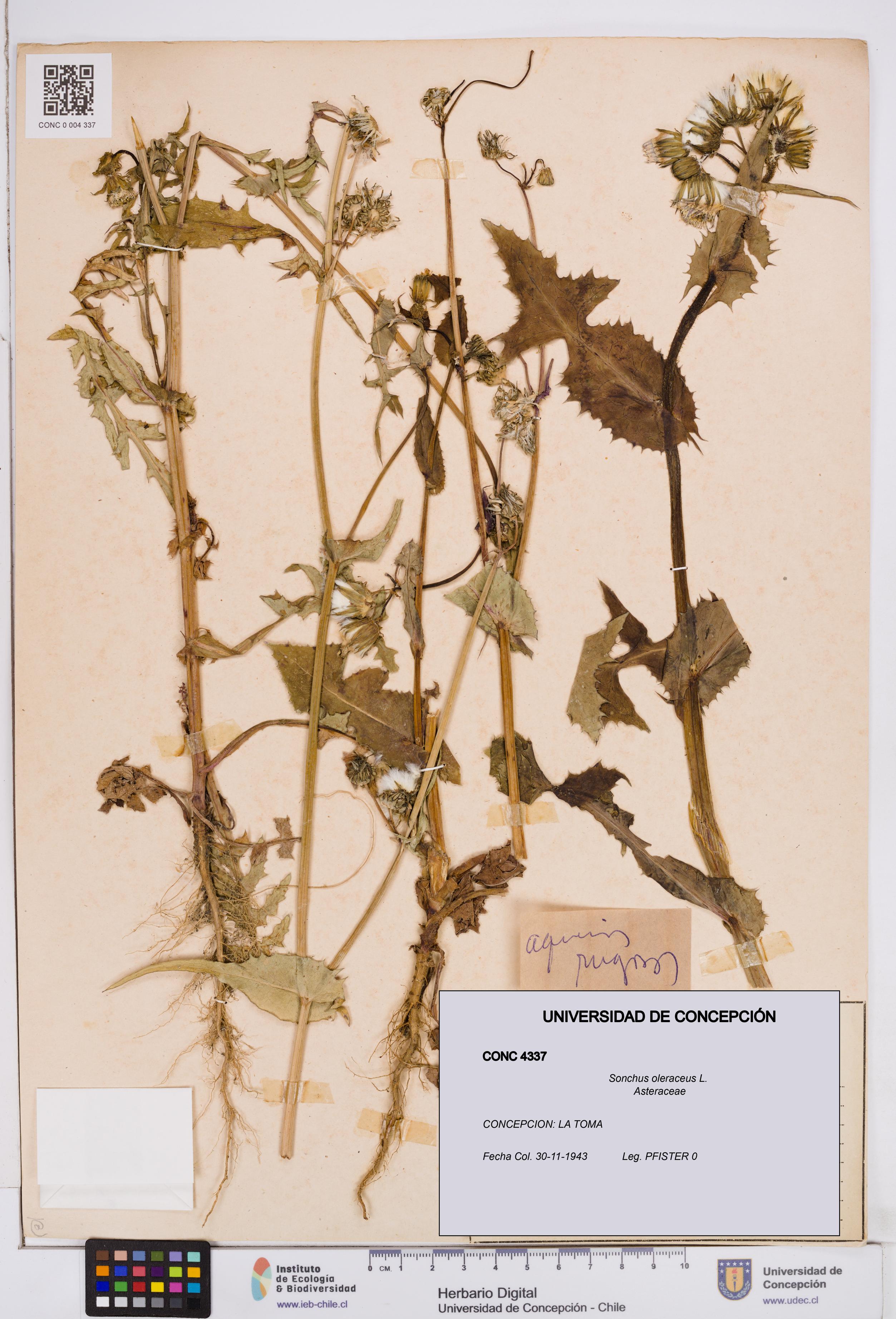 Sonchus oleraceus [Espécimen: ]