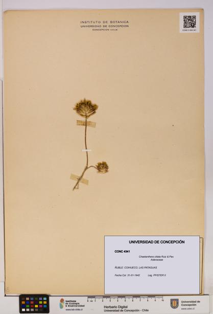 Chaetanthera ciliata [Espécimen: UDEC:CONC:0004341]