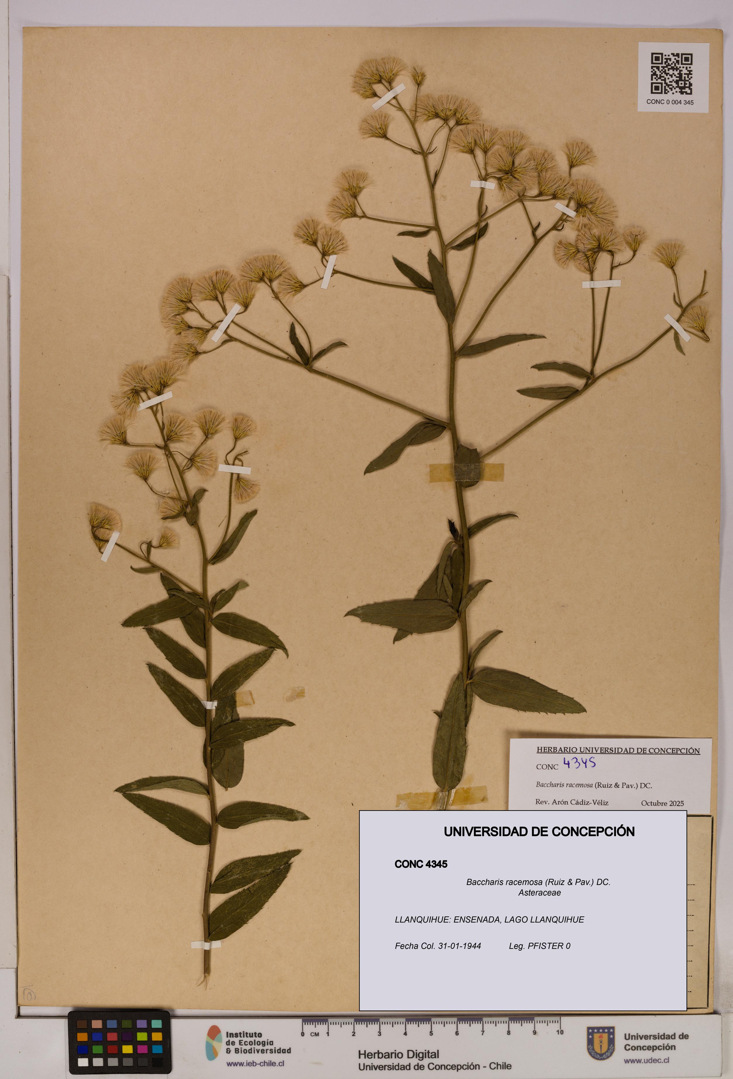 Baccharis racemosa [Espécimen: UDEC:CONC:0004345]