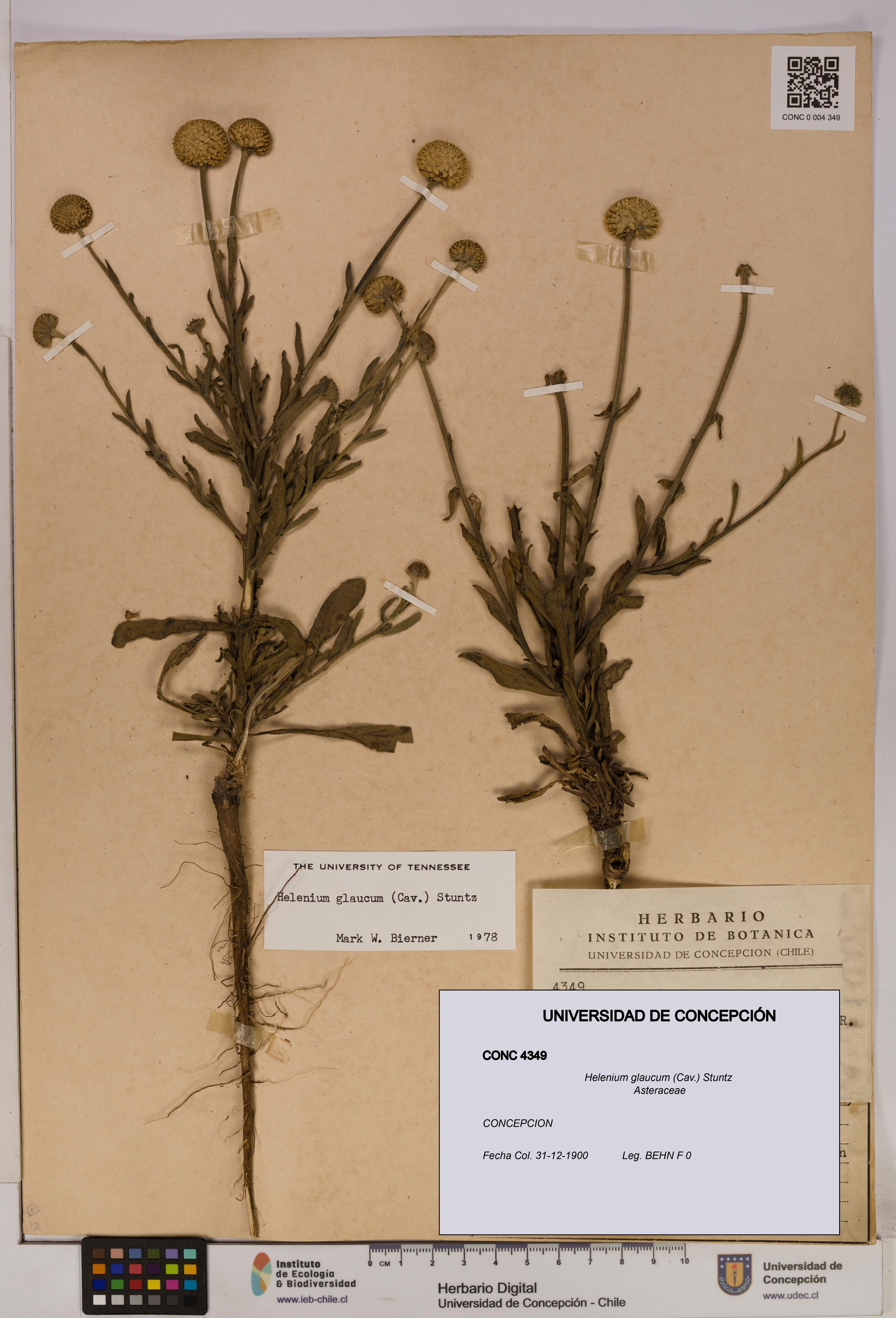 Helenium glaucum [Espécimen: UDEC:CONC:0004349]