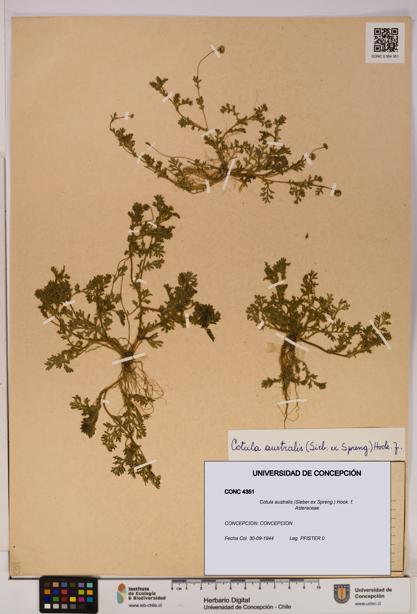 Cotula australis [Espécimen: UDEC:CONC:0004351]