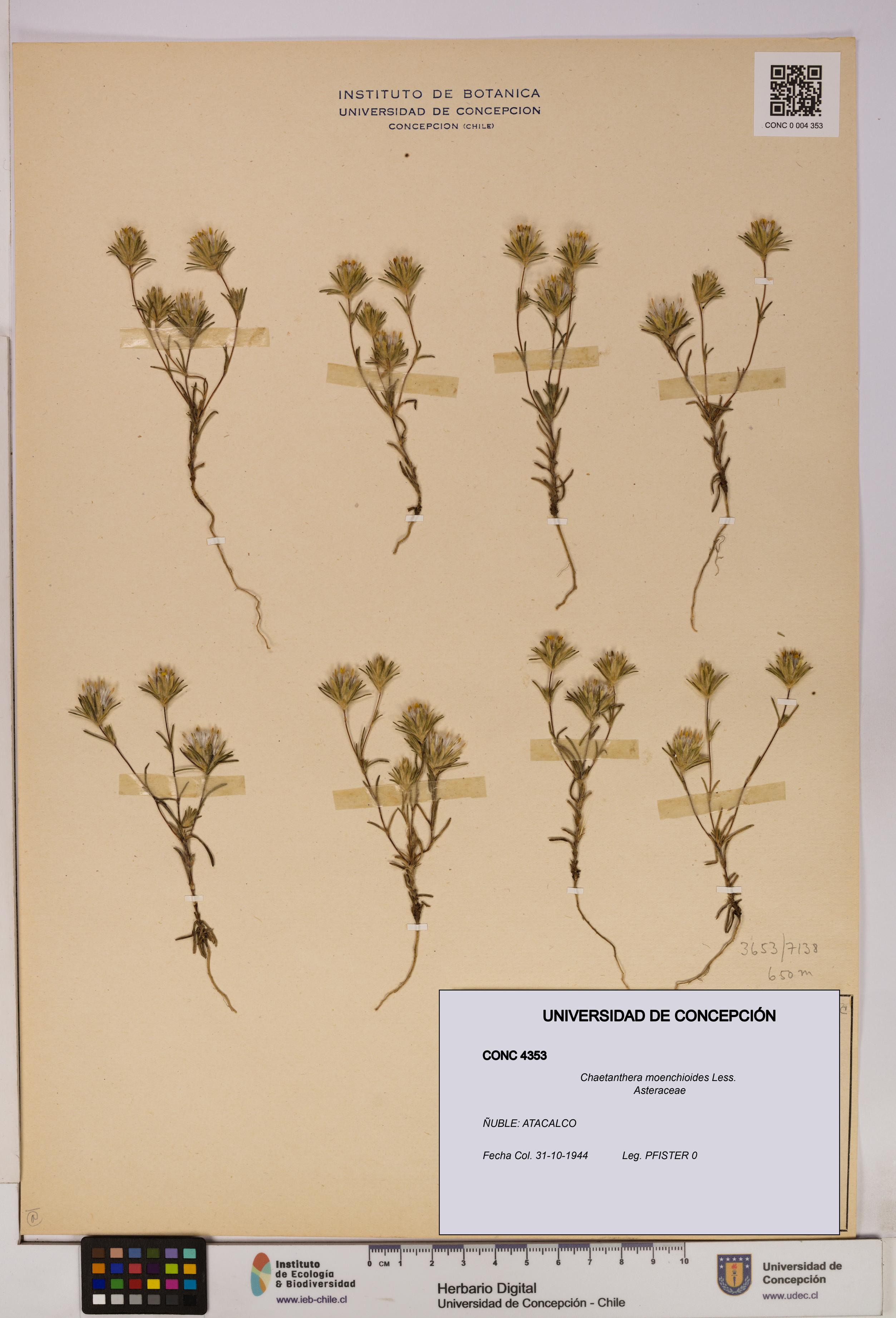 Chaetanthera moenchioides [Espécimen: UDEC:CONC:0004353]