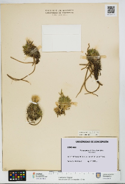 Perezia pilifera [Espécimen: UDEC:CONC:0004358]