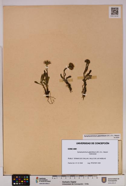 Symphyotrichum glabrifolium [Espécimen: UDEC:CONC:0004361]