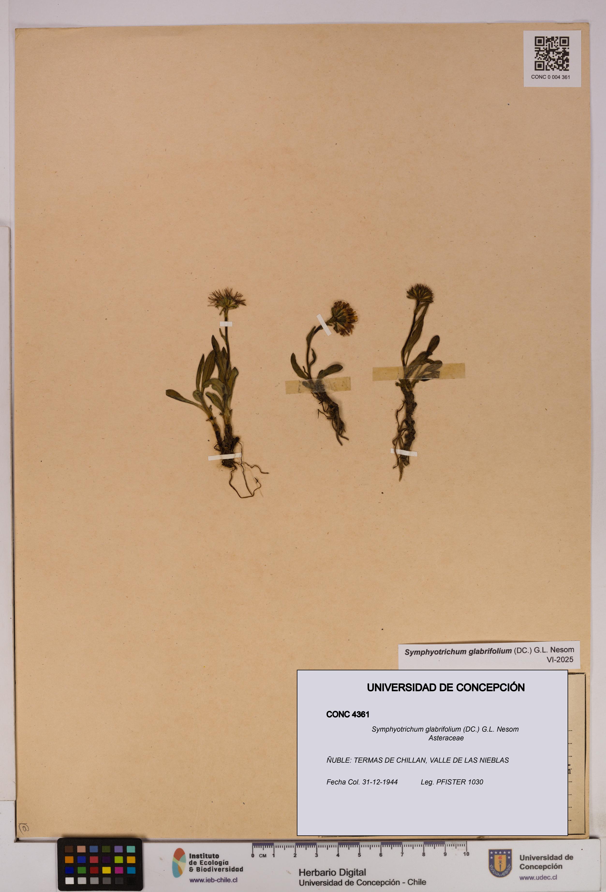 Symphyotrichum glabrifolium [Espécimen: UDEC:CONC:0004361]