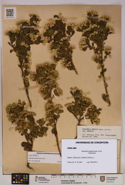 Baccharis obovata [Espécimen: UDEC:CONC:0004362]