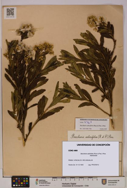 Baccharis salicifolia [Espécimen: UDEC:CONC:0004363]