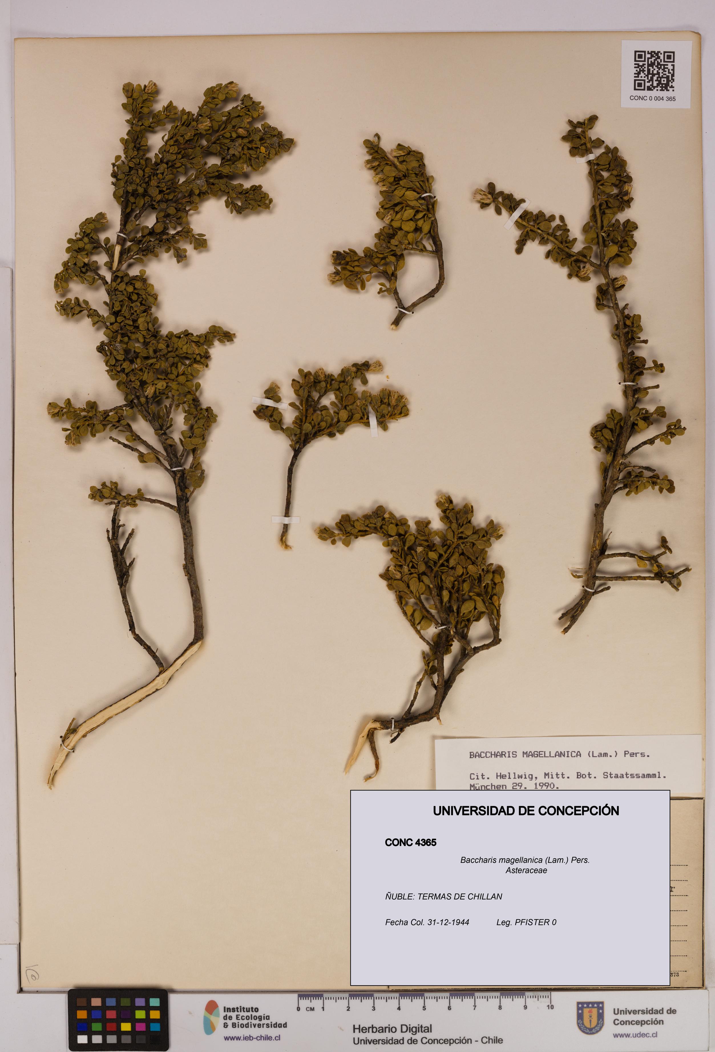 Baccharis magellanica [Espécimen: UDEC:CONC:0004365]