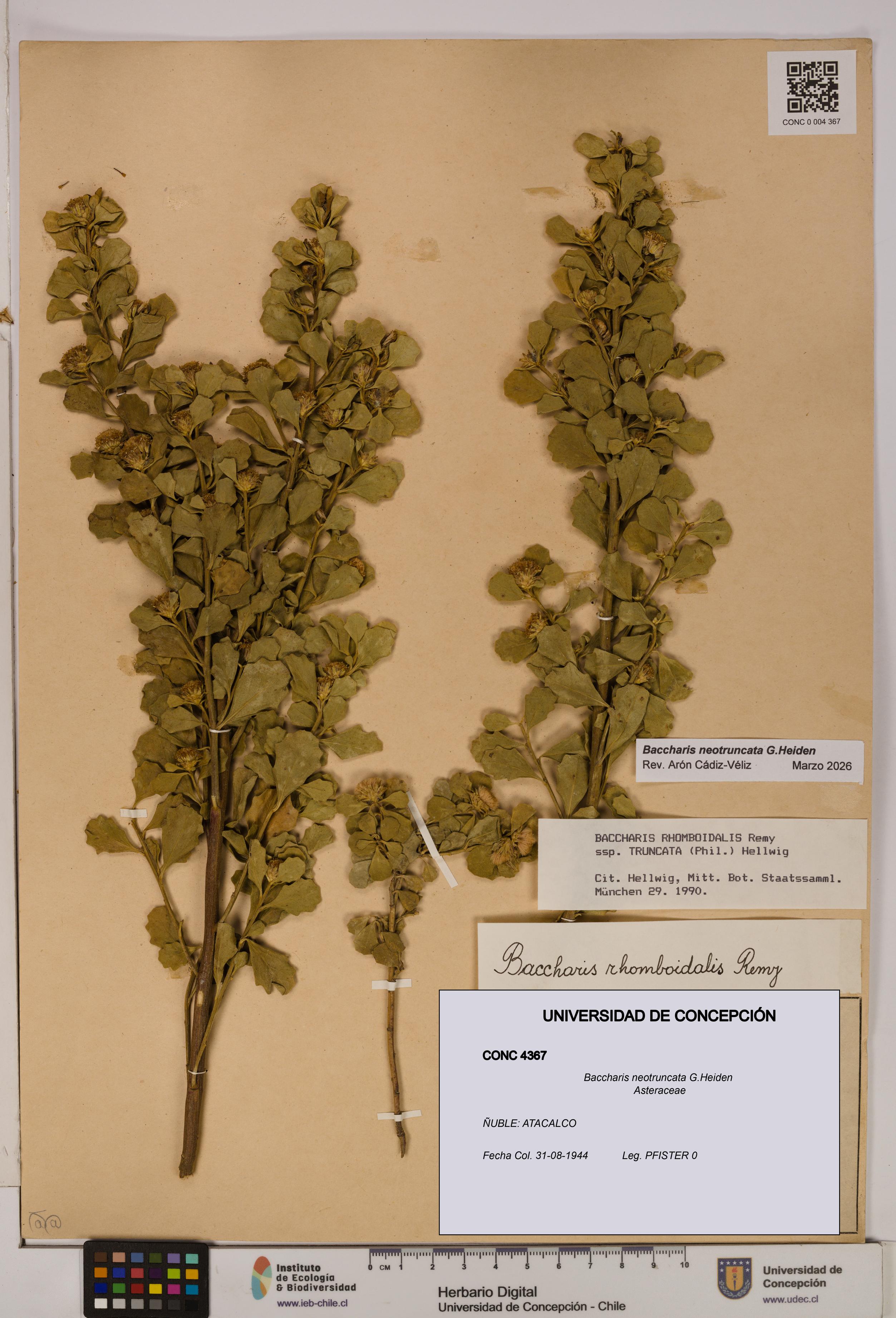 Baccharis neotruncata [Espécimen: UDEC:CONC:0004367]