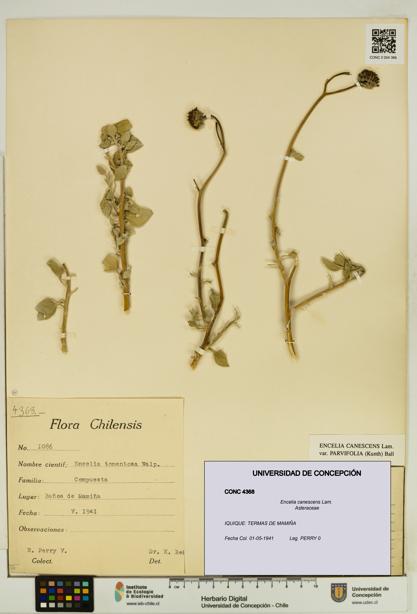 Encelia canescens [Espécimen: UDEC:CONC:0004368]