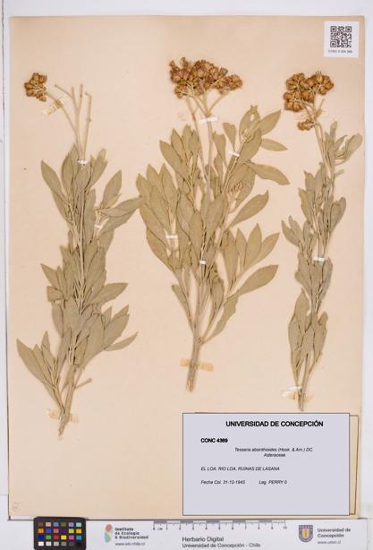 Tessaria absinthioides [Espécimen: ]