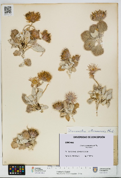 Urmenetea atacamensis [Espécimen: UDEC:CONC:0004382]