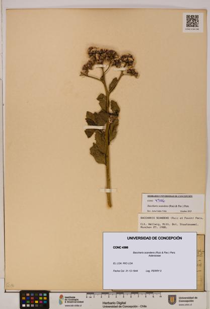 Baccharis scandens [Espécimen: UDEC:CONC:0004386]