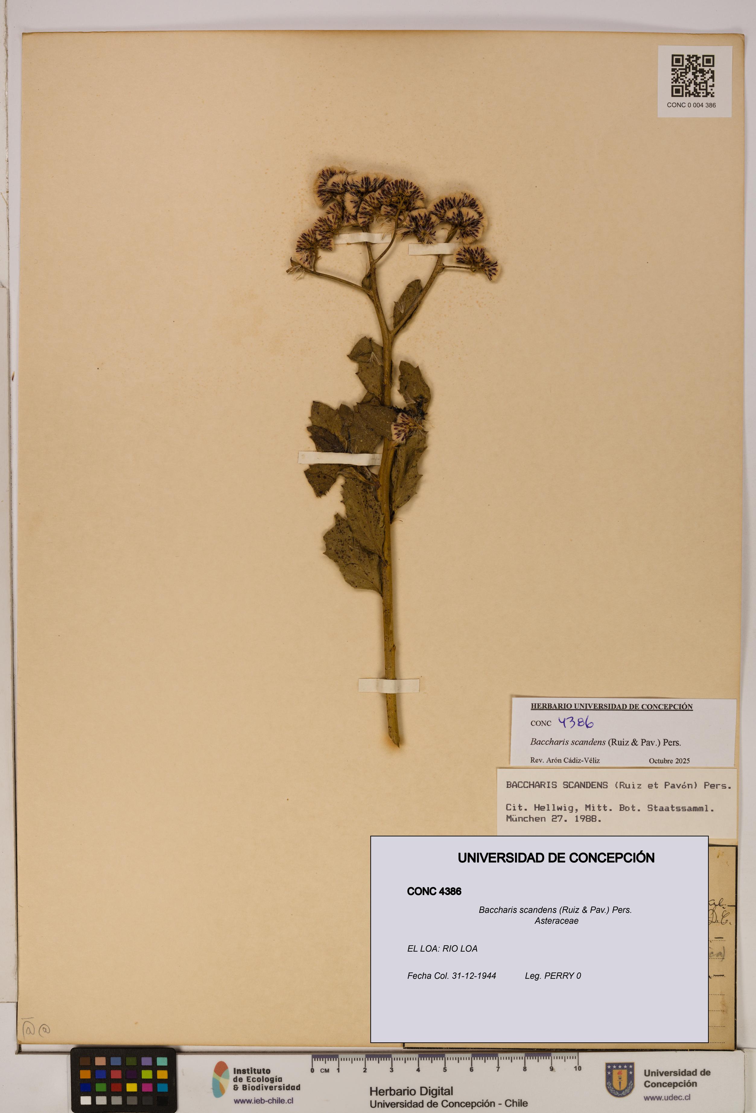Baccharis scandens [Espécimen: UDEC:CONC:0004386]