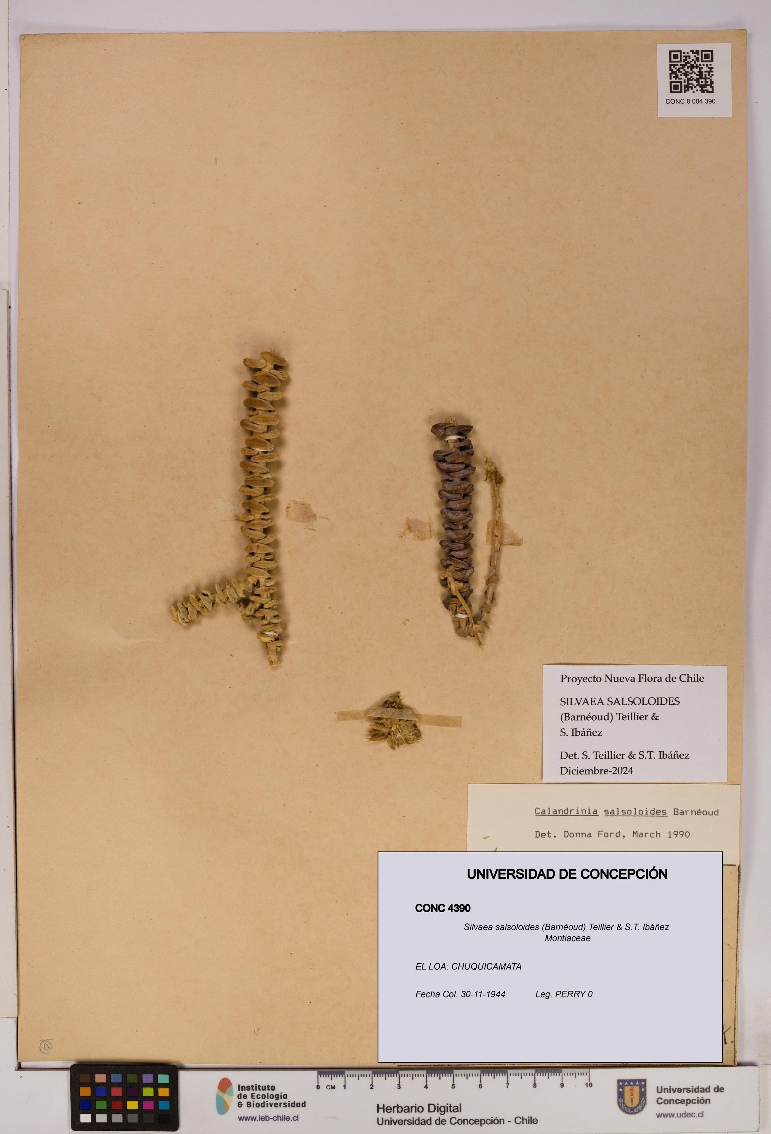 Silvaea salsoloides [Espécimen: UDEC:CONC:0004390]