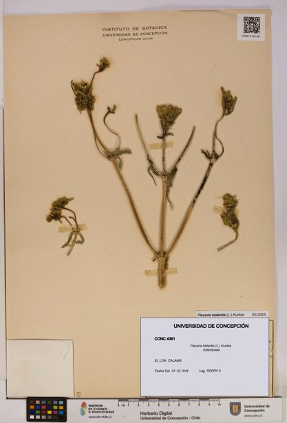 Flaveria bidentis [Espécimen: UDEC:CONC:0004391]