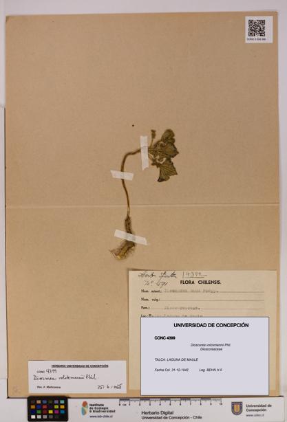 Dioscorea volckmannii [Espécimen: UDEC:CONC:0004399]