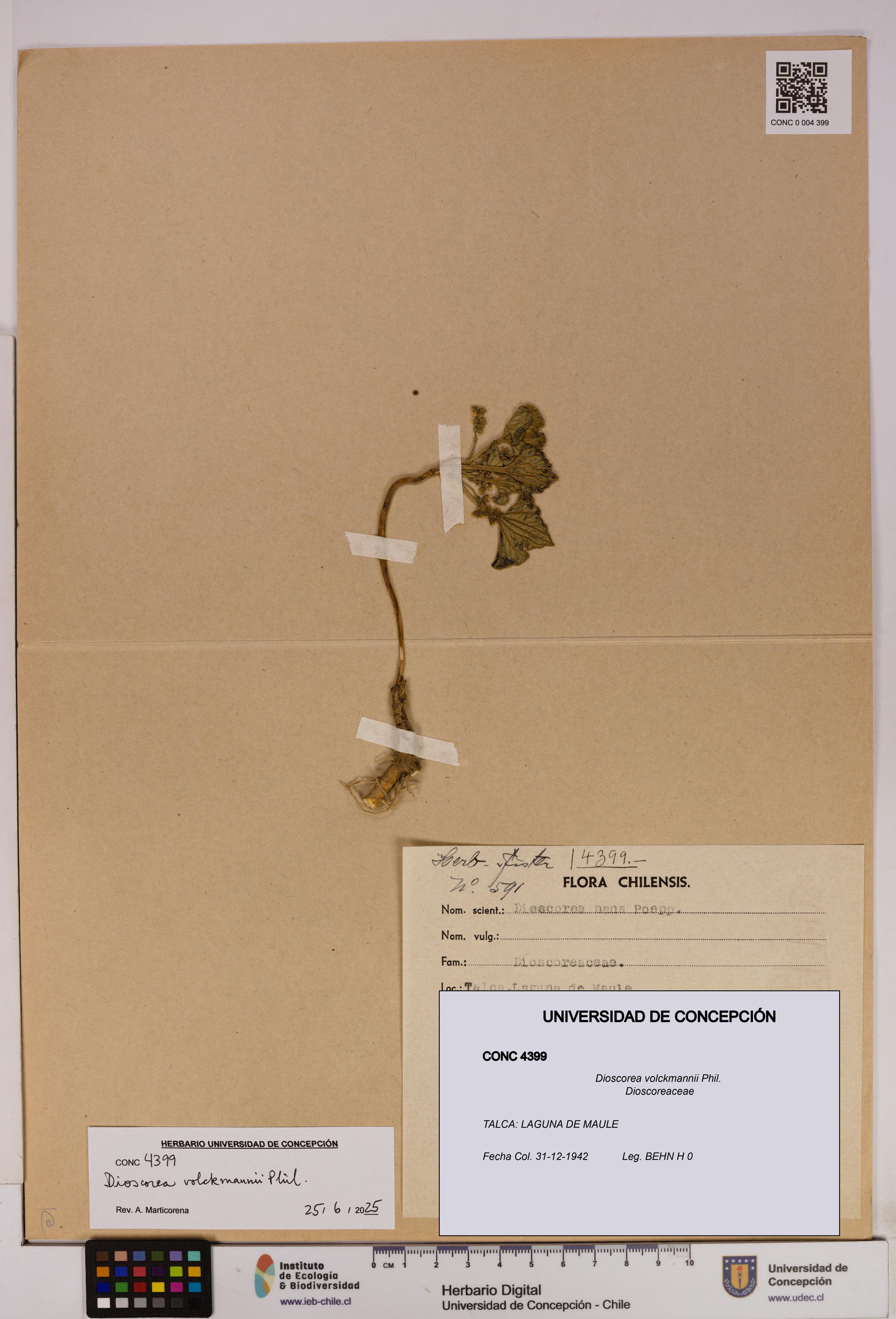 Dioscorea volckmannii [Espécimen: UDEC:CONC:0004399]