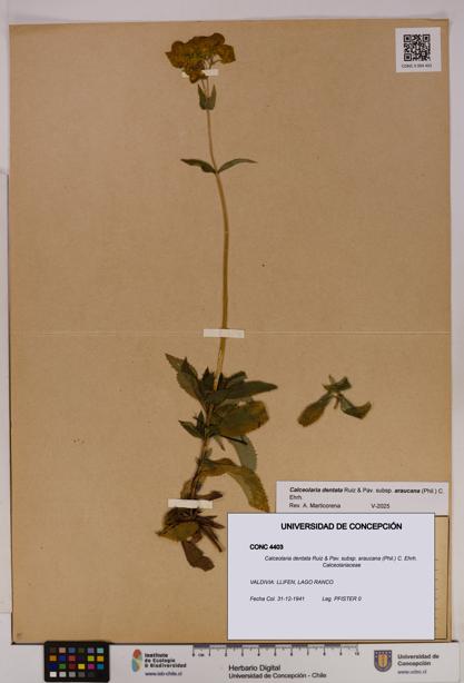 Calceolaria dentata subsp. araucana [Espécimen: UDEC:CONC:0004403]
