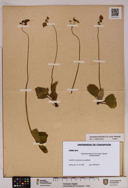 Calceolaria filicaulis subsp. filicaulis [Espécimen: UDEC:CONC:0004414]