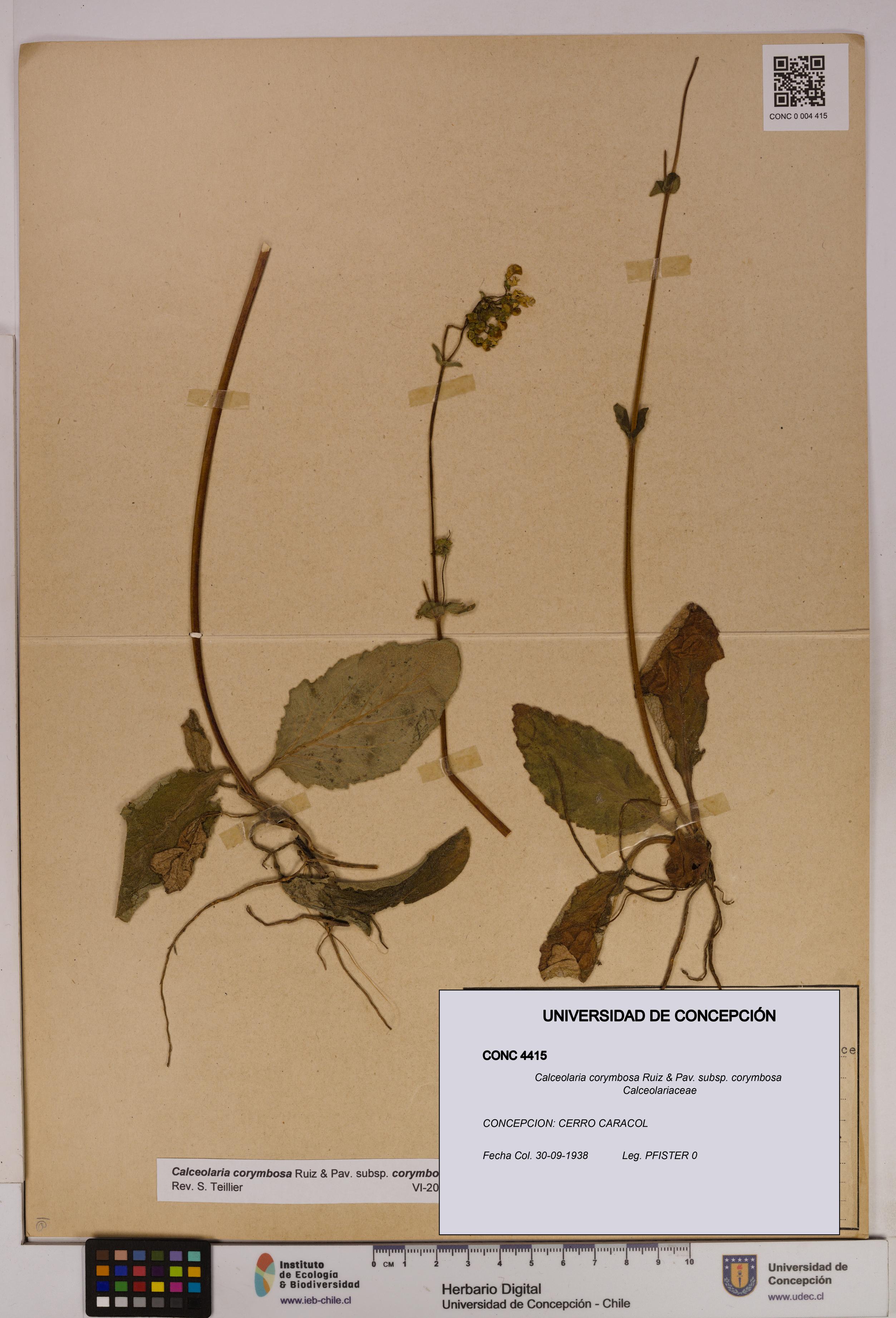 Calceolaria corymbosa subsp. corymbosa [Espécimen: UDEC:CONC:0004415]