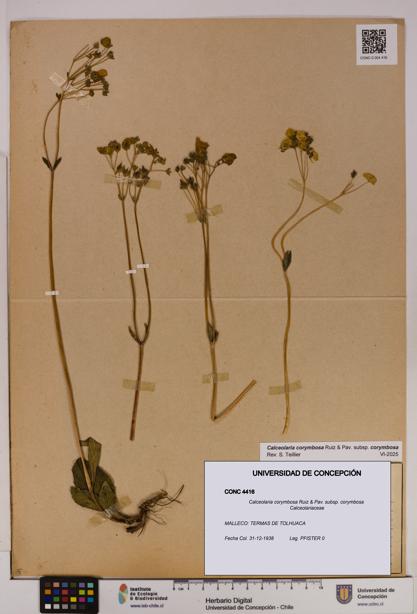 Calceolaria corymbosa [Espécimen: UDEC:CONC:0004416]