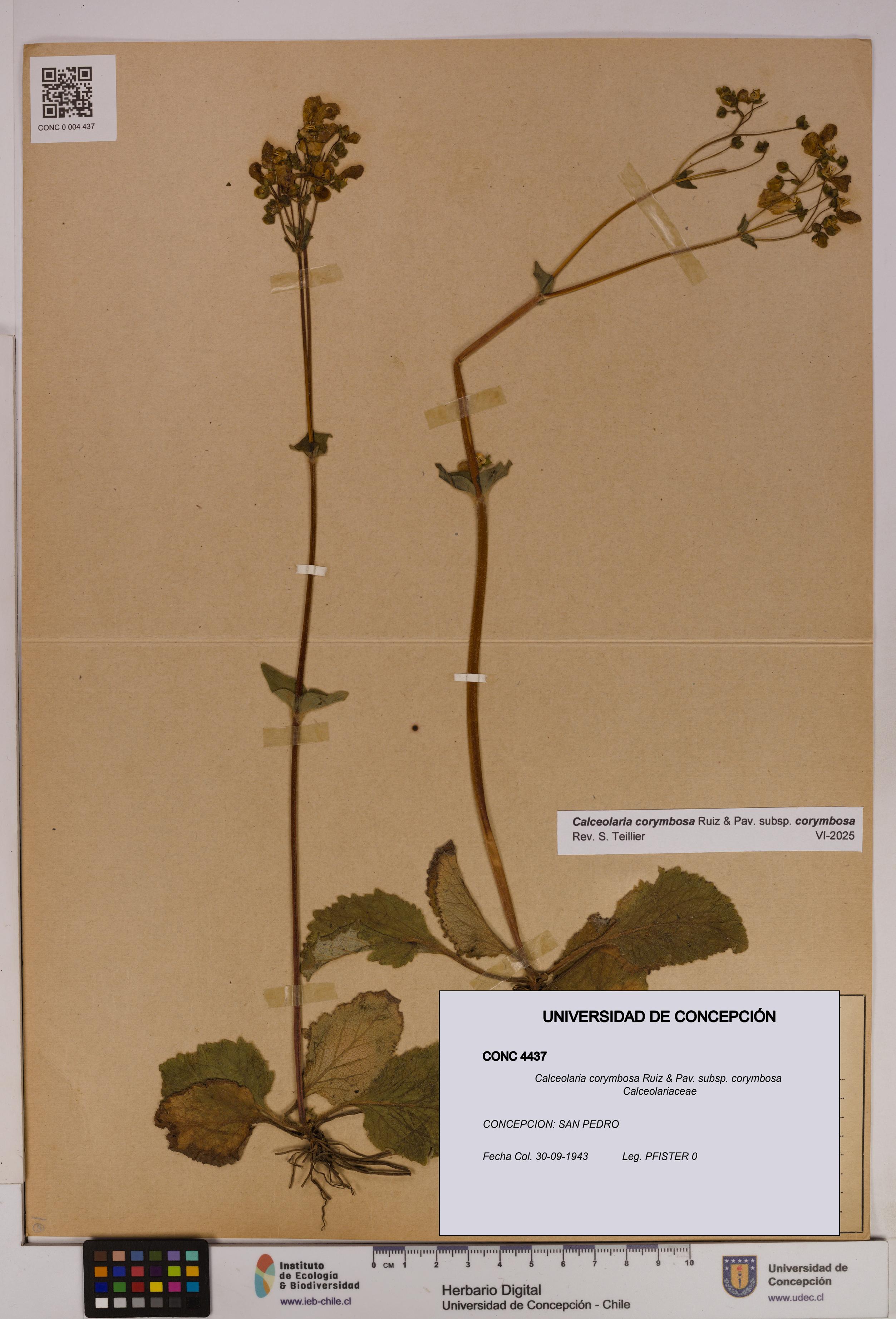 Calceolaria corymbosa [Espécimen: UDEC:CONC:0004437]
